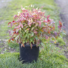Load image into Gallery viewer, Nandina Firepower