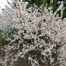 Load image into Gallery viewer, Nanking White Cherry 'Ian'