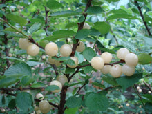 Load image into Gallery viewer, Nanking White Cherry 'Ian'