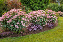 Load image into Gallery viewer, Invincibelle® Spirit II Smooth Hydrangea
