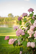 Load image into Gallery viewer, Invincibelle® Spirit II Smooth Hydrangea