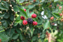 Load image into Gallery viewer, Navaho Thornless Blackberry