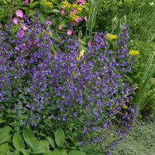 Load image into Gallery viewer, Junior Walker™ Catmint