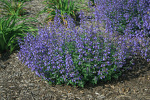 Load image into Gallery viewer, Junior Walker™ Catmint