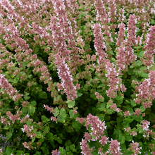 Load image into Gallery viewer, Whispurr™ Pink Catmint