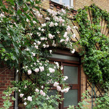 Load image into Gallery viewer, New Dawn Climbing Rose