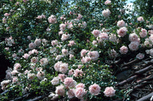 Load image into Gallery viewer, New Dawn Climbing Rose