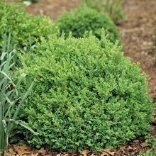 Load image into Gallery viewer, North Star® Boxwood