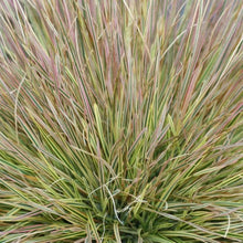 Load image into Gallery viewer, Northern Lights Grass