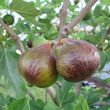Load image into Gallery viewer, Olympian Fig
