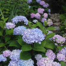 Load image into Gallery viewer, Hydrangea Onyx™ Peacock