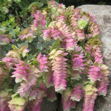 Load image into Gallery viewer, Ornamental Oregano