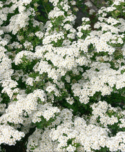 Load image into Gallery viewer, Spirea 'June Bride'