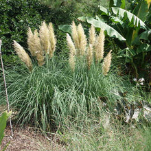 Load image into Gallery viewer, Blue Bayou Pampas Grass