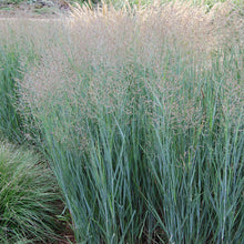 Load image into Gallery viewer, Heavy Metal Switch Grass