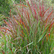 Load image into Gallery viewer, Red Switchgrass 'Shenandoah'