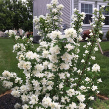 Load image into Gallery viewer, Pearls of Perfume™ Mock Orange