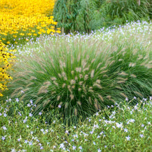 Load image into Gallery viewer, Dwarf Fountain Grass 'Hameln'