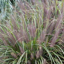 Load image into Gallery viewer, Black Fountain Grass