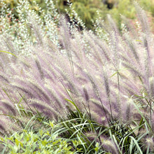 Load image into Gallery viewer, Black Fountain Grass