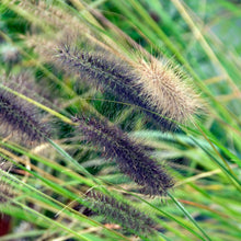 Load image into Gallery viewer, Black Fountain Grass