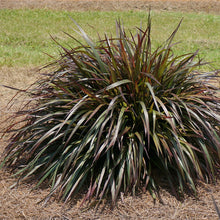 Load image into Gallery viewer, Pennisetum 'Princess Molly'
