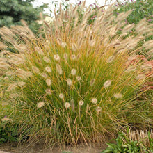 Load image into Gallery viewer, Pennisetum Desert Plains Fountain Grass