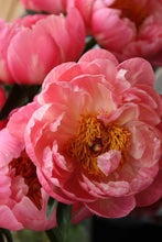 Load image into Gallery viewer, Peony ‘Coral Charm’ (Bare Root)