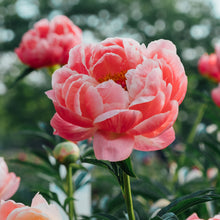 Load image into Gallery viewer, Peony Coral Charm