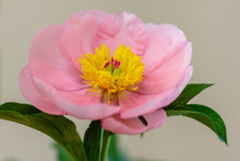 Load image into Gallery viewer, Peony ‘Soft Salmon Saucer’ (Bare Root)