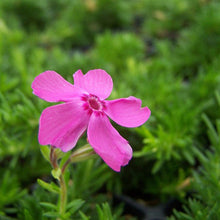 Load image into Gallery viewer, Phlox 'Drummond's Pink'