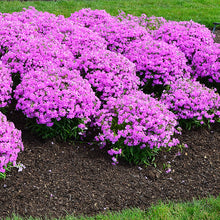 Load image into Gallery viewer, Phlox 'Forever Pink'