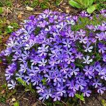 Load image into Gallery viewer, Violet Pinwheels Phlox