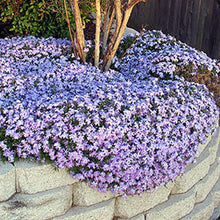 Load image into Gallery viewer, Phlox subulata 'Emerald Blue'