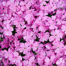 Load image into Gallery viewer, Pink Creeping Phlox