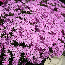 Load image into Gallery viewer, Phlox subulata 'Fort Hill'