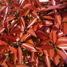 Load image into Gallery viewer, Fraser's Photinia