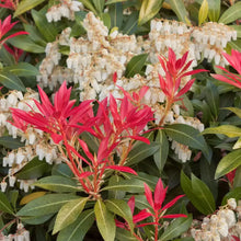 Load image into Gallery viewer, Pieris 'Mountain Fire'