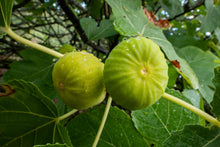 Load image into Gallery viewer, Pingo De Mel Fig
