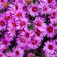 Load image into Gallery viewer, New England Aster 'Pink Crush'