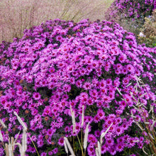 Load image into Gallery viewer, New England Aster 'Pink Crush'