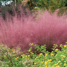 Load image into Gallery viewer, Pink Muhly Grass