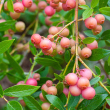 Load image into Gallery viewer, Blueberry 'Pink Lemonade'