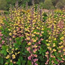 Load image into Gallery viewer, False Indigo Decadence® Deluxe 'Pink Lemonade'