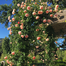 Load image into Gallery viewer, Polka™ Climbing Rose