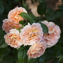 Load image into Gallery viewer, Polka™ Climbing Rose