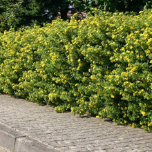 Load image into Gallery viewer, Goldfinger Potentilla
