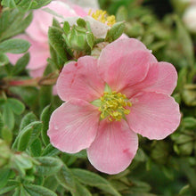 Load image into Gallery viewer, Potentilla 'Pink Beauty'