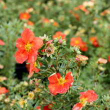 Load image into Gallery viewer, Potentilla 'Red Ace'