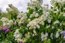 Load image into Gallery viewer, Primrose French Lilac
